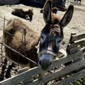 Očuvanje biodiverziteta podrazumeva i zaštitu autohtonih domaćih životinja od izumiranja