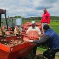 Godišnje proizvedu preko 900 tona krompira! Gujančići su jedni od najvećih proizvođača u Srbiji: Uzgajaju i tradicionalne…