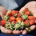 Trešnje dostigle cenu mesa: Zašto je rano voće postalo preskupo?