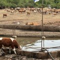Stigle cisterne sa vodom na Suvu planinu, stočari traže trajno rešenje