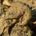Proizvodnja šećerne repe u Srbiji za dekadu pala 16,8 odsto, bolje podnosi sušu od soje i kukuruza, u narednoj godini se…