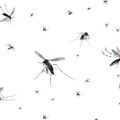 Tek je april, a Beograđani ne mogu da žive od komaraca: "Gradska čistoća" saopštila važnu vest