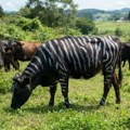 Naučnici ofarbali crne krave u bele pruge kao zebre: Rezultati eksperimenta iznenadili su i istraživače