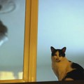 Готово две трећине руских домаћинстава има барем једну мачку за кућног љубимца