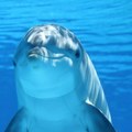 Polomljena rebra i ujedi: Delfini napali ljude, četiri osobe povređene u Japanu