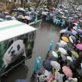Oproštajna ceremonija u Južnoj Koreji: Mladunče pande Fu Bao ide u Kinu