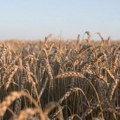 HPK traži hitnu isplatu potpora i utvrđivanje pravila oko otkupa pšenice