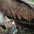 Beloglavi sup spasen od sigurne smrti Velika ptica bila upletena u žicu i iznemogla izvukao je čuvar nacionalnog Parka