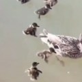 Srceparajući prizor na Novom Beogradu Jato vrana napalo pačiće, a onda se pojavio on - snimak će vam izmamiti suze! (video)
