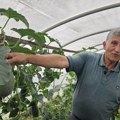 Neumorni domaćin iz Ratajske – Hajrudin i u osmoj deceniji svaki dan na njivi (video)