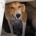 Kuju Sendi su namerno ostavili da ugine u pustinji - ali je ona iskopala jamu da preživi: Kada su volonteri videli šta krije…