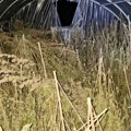 Pogledajte kako izgleda plantaža marihuane kod Loznice u kojoj je zaplenjana veća količina droge FOTO
