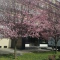 Japanska trešnja ili ukrasna šljiva? U Paraćinu opet dilema zbog dva procvetala stabla (foto)