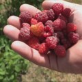 Берба малине почиње за мање од месец дана: Какво је стање малињака и колика ће бити откупна цена