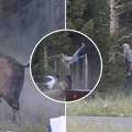 Bizon "bacio" muškarca u vazduh, zastrašujući snimak napada: Drama u poznatom nacionalnom parku (video)