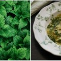 Pravi nutritivni dragulj ovo je „ništa lakše“ recept za pesto od koprive Savršen za laganu prolećnu testeninu, a jede se i kao…