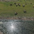 Dugoročni pad stočnog fonda u Srbiji: Zašto sve manje ljudi odlučuje da se bavi proizvodnjom mesa i mleka?