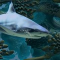 Morski psi na kokainu: Istraživači objasnili čudno ponašanje opasnih predatora