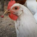 Podtip ptičjeg gripa H5N1 otkriven na farmi fazana u istočnoj Mađarskoj
