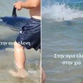Drama na popularnom grčkom ostrvu: Svi izleteli iz vode kad su videli ogromna peraja u plićaku