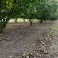 Кикинда међу првих пет градова у земљи по производњи лешника