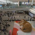 Džinovska mačka spava na aerodromu u Hongkongu: Toliko je slatka da ljudi zaboravljaju na letove (FOTO)