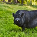 Hrane se žirom i spremaju za najskuplju šunku: Sada su se našle na meti vukova, farmeri su u očaju