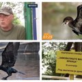 Ugroženo zaštićeno stanište Malog vranca: U samom središtu Beograda obitava jedne retka i ugrožena ptica