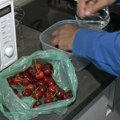 Kako da se rešimo crva u trešnjama? Ovaj jednostavan trik će potpuno i detaljno očistiti svaku voćku - evo o čemu je reč!…