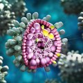 Šta je virus hepatitisa A koji je pronađen u srpskom voću u Nemačkoj