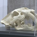 U Nišu izloženi zubi kita stari 15 miliona godina i mamut iz ledenog doba! – otvorena izložba fosila!