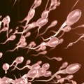 Spermatozoidi su aktivniji leti: studija