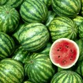 Da li se uzgoj lubenice isplati u Srbiji? Evo koliko koštaju i mogu li doneti dobru zaradu