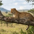 Borba za život: Leopard upao u prodavnicu i napao radnika, a onda je usledio potez heroja