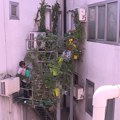 (Foto) Profesorka Danica napravila zelenu oazu u pustinji od betona: Godinama menjala izgled zgrade u Novom Sadu, "Gde god da…
