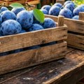 Na kvantaškoj pijaci u Leskovcu dobra ponuda šljive, poskupelo grožđe, paprika, boranija i kupus