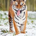 Zoopark u Jorkširu: Tigar koji je na smrt izujedao posetioca neće biti eutanaziran