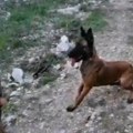 Došla da ga nahrani, a onda je krenuo da ujeda! Detalji horor napada psa na dete u Sremčici: "Rasporio joj trbušni zid!"