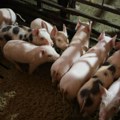 Stanić (PKS): Uvoz živih svinja poskupeo 45 odsto, cena mesa će porasti
