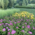 Najlepše cveće i aromatično bilje za vaše terase, bašte ili kao ukras u sobi…