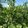 Prerodile šljive u čačanskom selu Banjica: Struka savetuje kako ih sačuvati do berbe