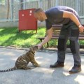 Kako u jagodinskom zoološkom vrtu odrasta princeza iz kraljevske porodice bengalskih tigrova?