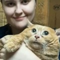 Monstrum od 17 kilograma Mačak Mrvica na dijeti napravio haos, pokušao bekstvo, pa se zaglavio! (video)