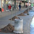 Нови дрворед у Булевару ослобођења, садили кугласти јасен
