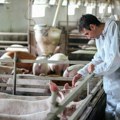 Pojavila se afrička kuga svinja, proglašeno ugroženo područje u ovom delu Srbije