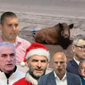 Divlja svinja se banja u centru Mrčajevaca (VIDEO)