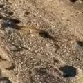 Velika zmija izašla iz mora: Danima ne mogu da je uhvate - panika na plaži na Eviji (video)