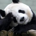 Životinje: Kako su 'rok zvezde' pande ostale bez ljubavne priče