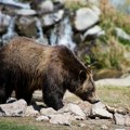 Zoološki vrt u Škotskoj udomio medveda koji je preživeo rat u Ukrajini