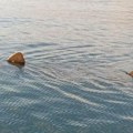 Džinovska ajkula snimljena u Jadranskom moru: Ovo niko nije očekivao